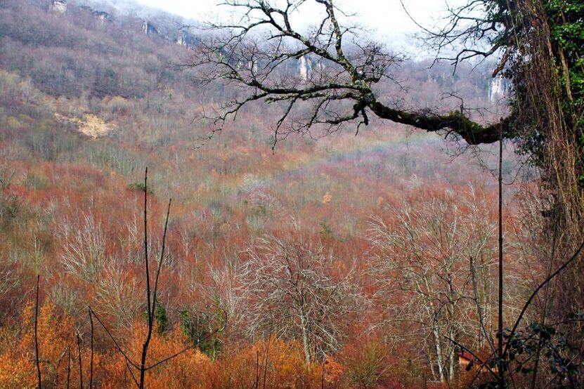 Beech Forest - Nocedero del Urederra