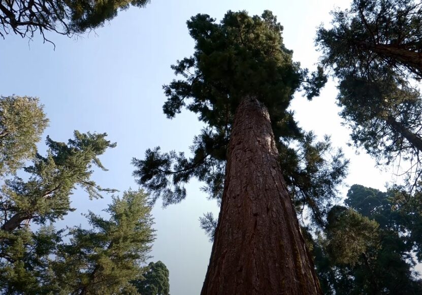 Fun facts about Sequoia Park