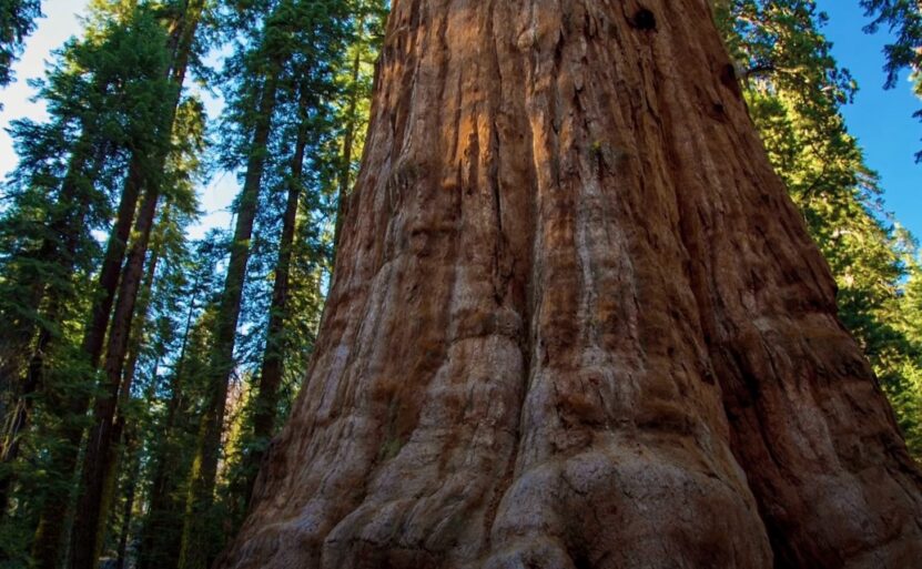 Sequoia National Park facts