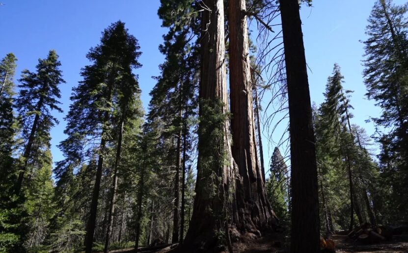 Sequoia Park best trails